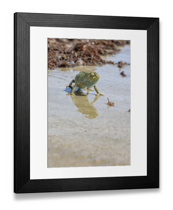 Framed Print : The Mediterranean chameleon, chameleo chameleon