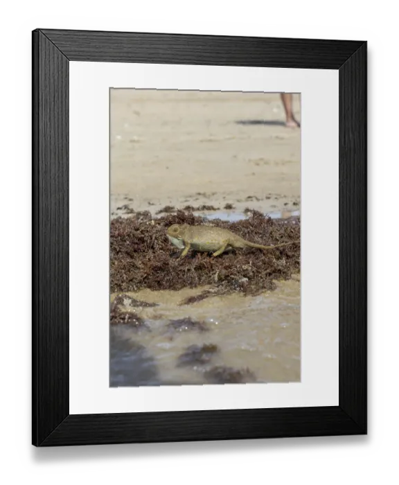 Framed Print : The Mediterranean chameleon, chameleo chameleon Framed Print : The Mediterranean chameleon, chameleo chameleon