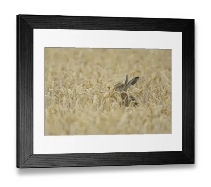 Framed Print : European brown hare (Lepus europaeus) adult animal feeding on a wheat sheath in a farmland field in summer