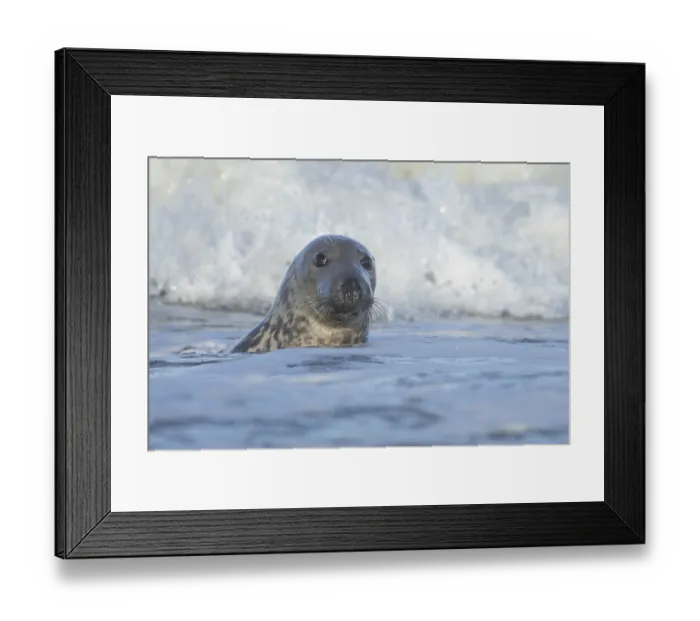 Framed Print : Grey seal (Halichoerus grypus) adult animal in the breaking waves of the sea