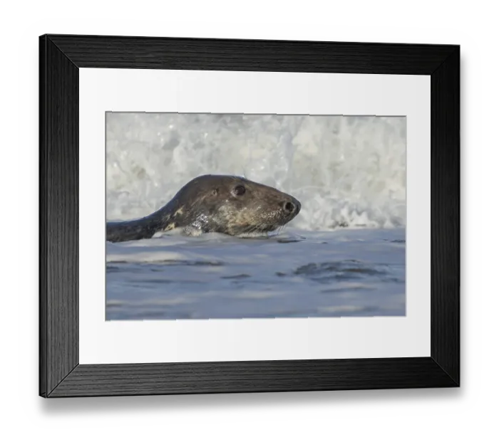 Framed Print : Grey seal (Halichoerus grypus) adult animal in the breaking waves of the sea