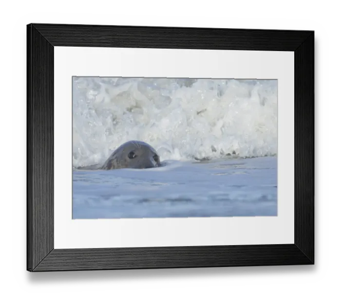Framed Print : Grey seal (Halichoerus grypus) adult animal in the breaking waves of the sea