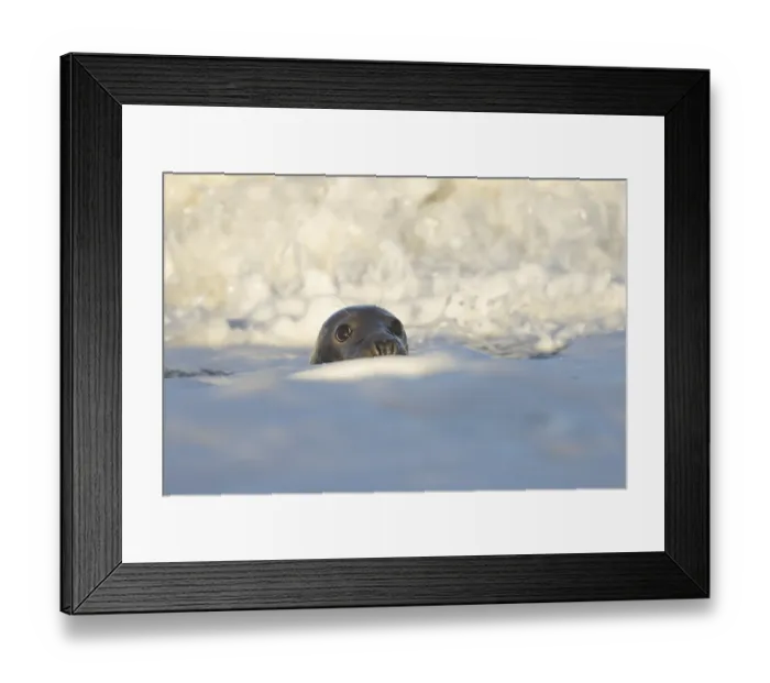 Framed Print : Grey seal (Halichoerus grypus) adult animal in the breaking waves of the sea Framed Print : Grey seal (Halichoerus grypus) adult animal in the breaking waves of the sea