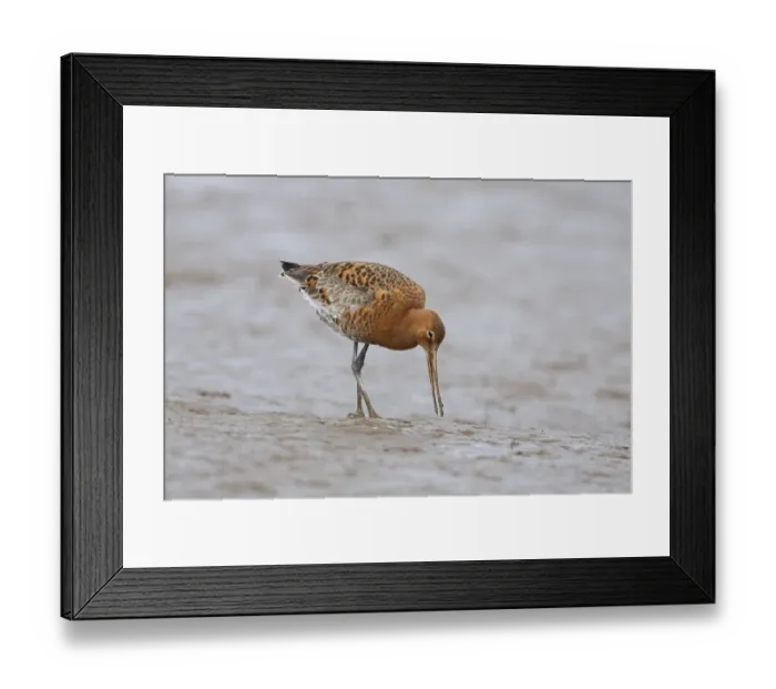 Framed Print : Black tailed godwit (Limosa limosa) adult male wader bird in summer plumage on a mudflat