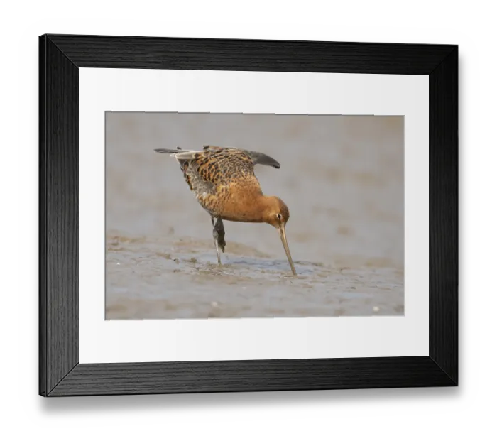 Framed Print : Black tailed godwit (Limosa limosa) adult male wader bird in summer plumage on a mudflat Framed Print : Black tailed godwit (Limosa limosa) adult male wader bird in summer plumage on a mudflat