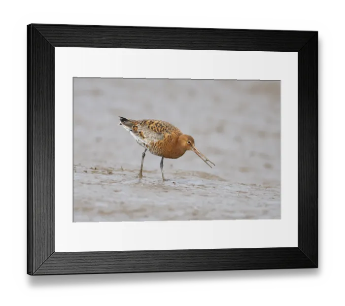 Framed Print : Black tailed godwit (Limosa limosa) adult male wader bird in summer plumage feeding on a mudflat
