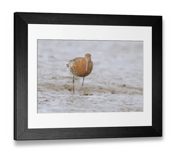 Framed Print : Black tailed godwit (Limosa limosa) adult male wader bird in summer plumage on a mudflat