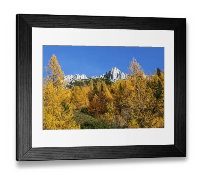 Framed Print : Autumn atmosphere, larch forest with autumn leaves
