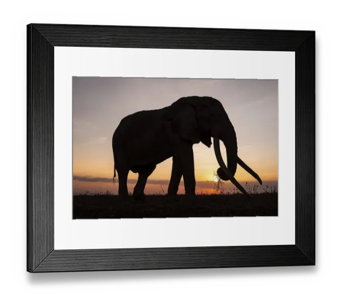 Framed Print : Backlight, African elephant (Loxodonta africana)