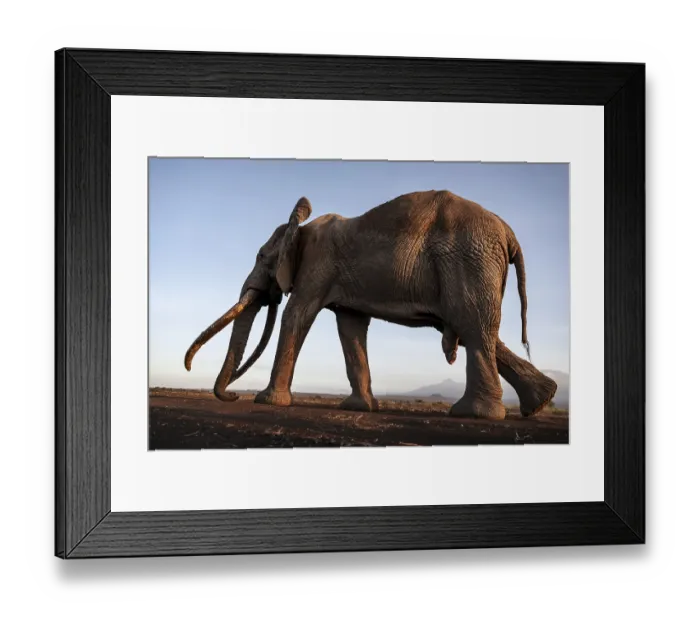 Framed Print : African elephant (Loxodonta africana)