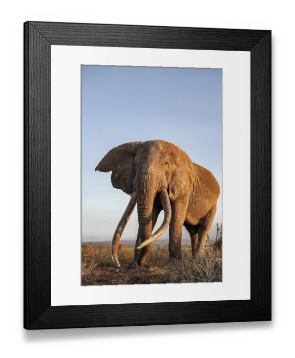 Framed Print : African elephant (Loxodonta africana) Framed Print : African elephant (Loxodonta africana)