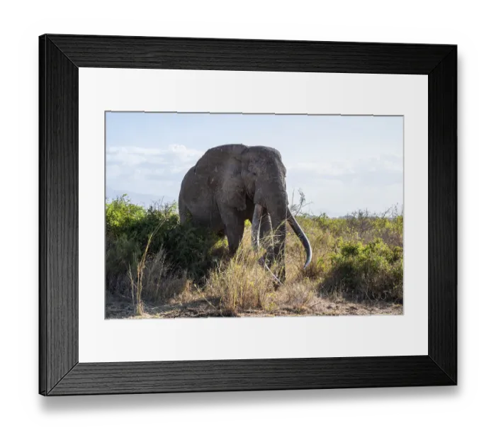 Framed Print : African elephant (Loxodonta africana) Framed Print : African elephant (Loxodonta africana)