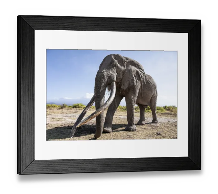 Framed Print : African elephant (Loxodonta africana)