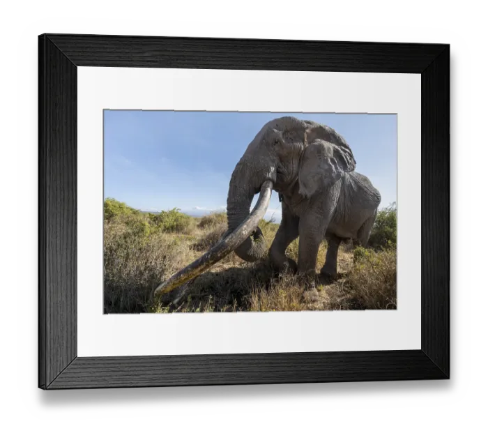 Framed Print : African elephant (Loxodonta africana) eats leaves