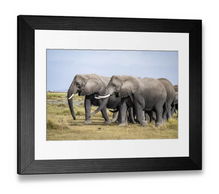 Framed Print : African elephant (Loxodonta africana)