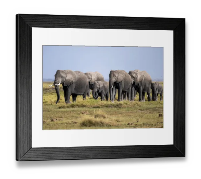 Framed Print : African elephant (Loxodonta africana) Framed Print : African elephant (Loxodonta africana)
