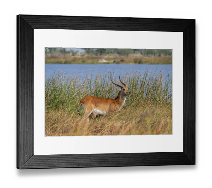 Framed Print : Letschwe or litchi bog antelope (Kobus leche)