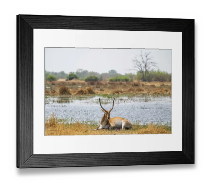 Framed Print : Letschwe or litchi bog antelope (Kobus leche) Framed Print : Letschwe or litchi bog antelope (Kobus leche)
