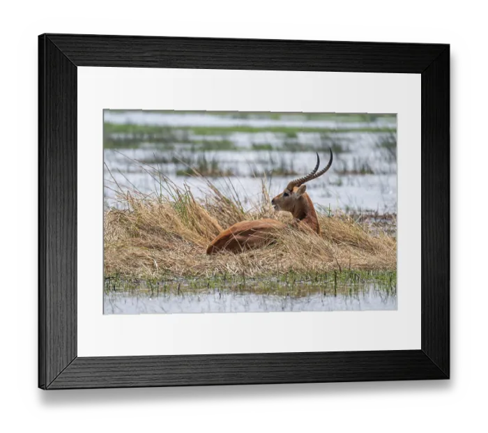 Framed Print : Letschwe or litchi bog antelope (Kobus leche)