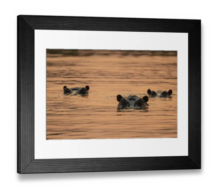 Framed Print : Evening mood, hippo (Hippopotamus amphibius) in the Okavango Delta