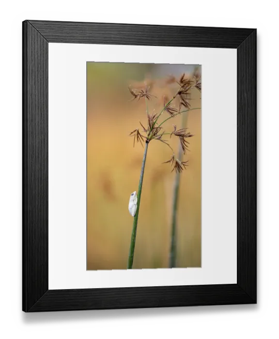 Framed Print : Marble redfrog (Hyperolius marmoratus)