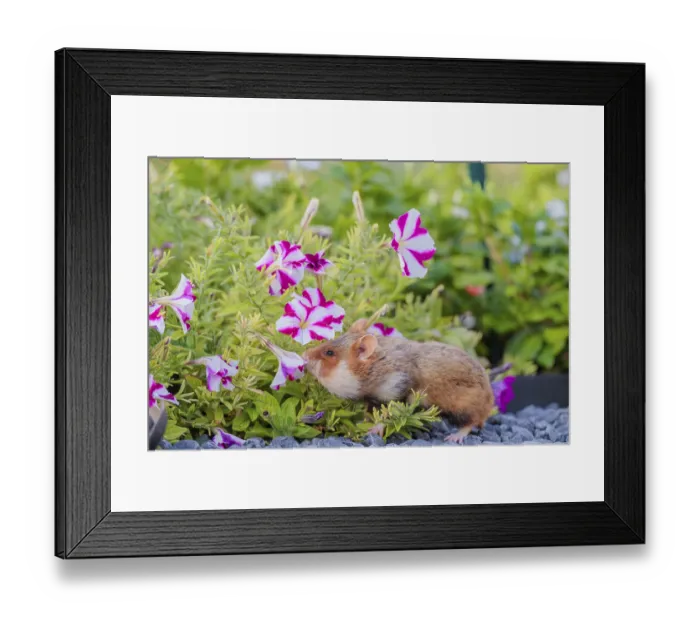 Framed Print : A European hamster (Cricetus cricetus) searches for food on a decorated grave and eats the petals of flowers