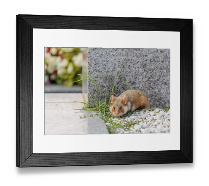 Framed Print : A European hamster (Cricetus cricetus) forages for food on a grave Framed Print : A European hamster (Cricetus cricetus) forages for food on a grave