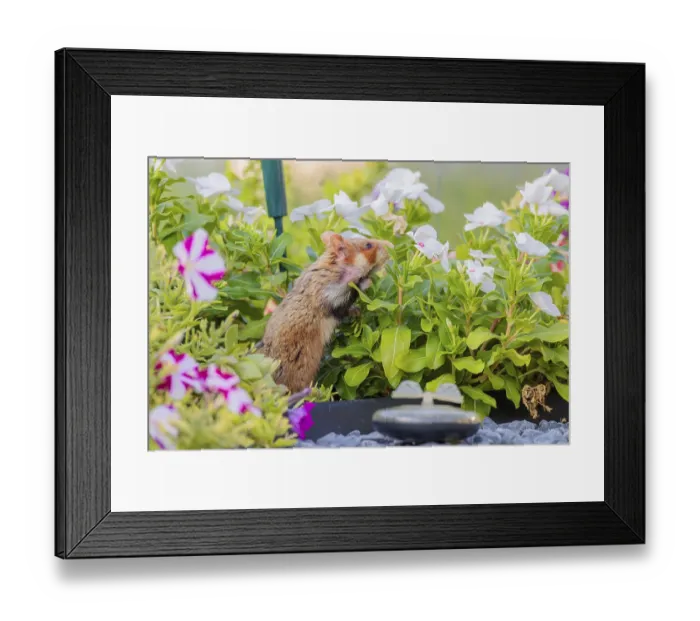Framed Print : A European hamster (Cricetus cricetus) searches for food on a decorated grave and eats the petals of flowers