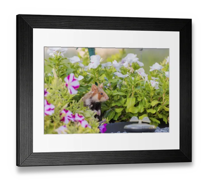 Framed Print : A European hamster (Cricetus cricetus) searches for food on a decorated grave and eats the petals of flowers Framed Print : A European hamster (Cricetus cricetus) searches for food on a decorated grave and eats the petals of flowers