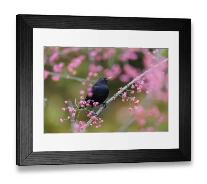 Framed Print : A common blackbird (Turdus merula) sits in a European spindle tree (Euonymus europaeus)