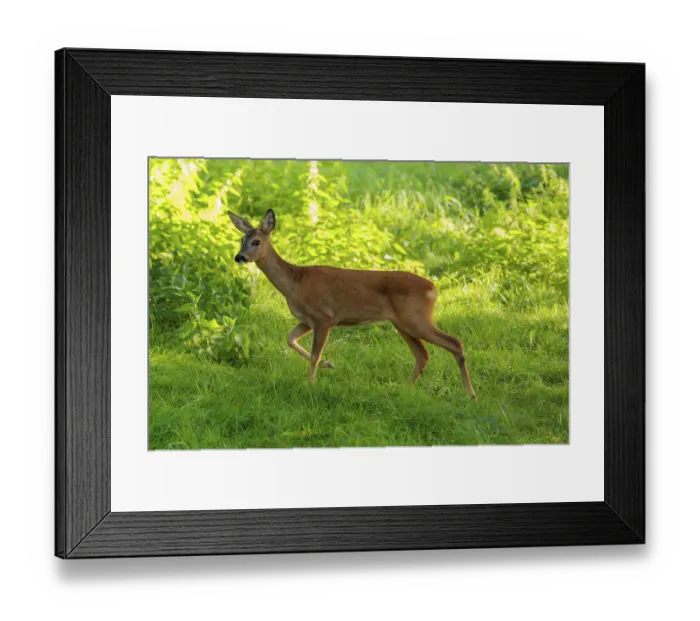 Framed Print : A roe deer (Capreolus capreolus) runs past a nettle bush on a sunny morning Framed Print : A roe deer (Capreolus capreolus) runs past a nettle bush on a sunny morning