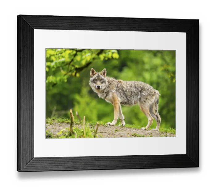 Framed Print : Eurasian wolf (Canis lupus lupus) in a forest Framed Print : Eurasian wolf (Canis lupus lupus) in a forest