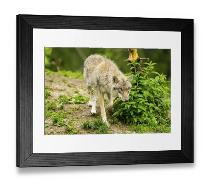 Framed Print : Eurasian wolf (Canis lupus lupus) in a forest Framed Print : Eurasian wolf (Canis lupus lupus) in a forest
