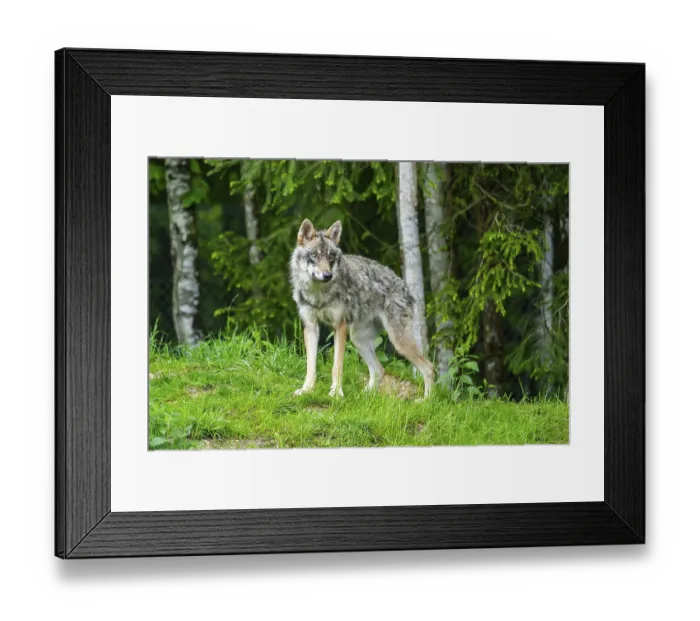 Framed Print : Eurasian wolf (Canis lupus lupus) in a forest Framed Print : Eurasian wolf (Canis lupus lupus) in a forest
