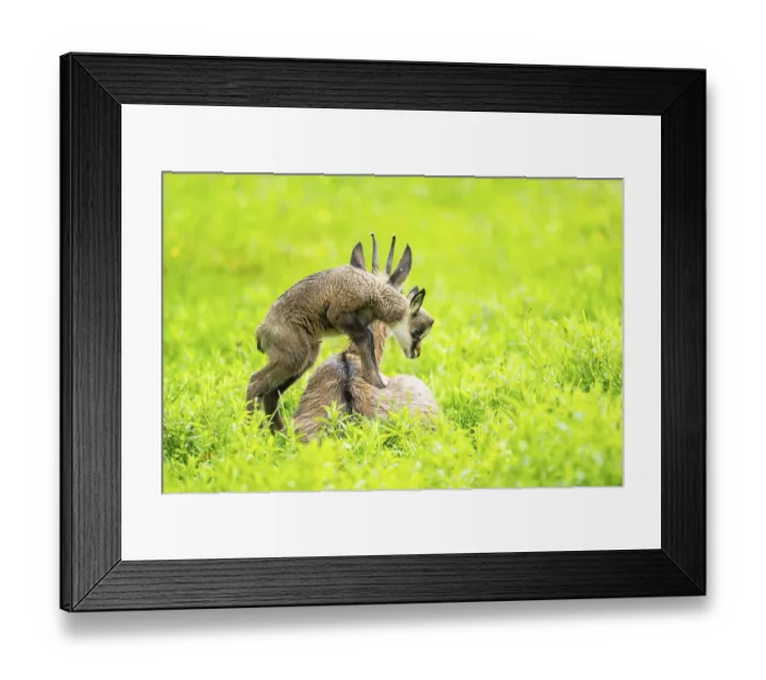 Framed Print : Chamois (Rupicapra rupicapra) Mother (doe) with her youngster (fawn) on a meadow