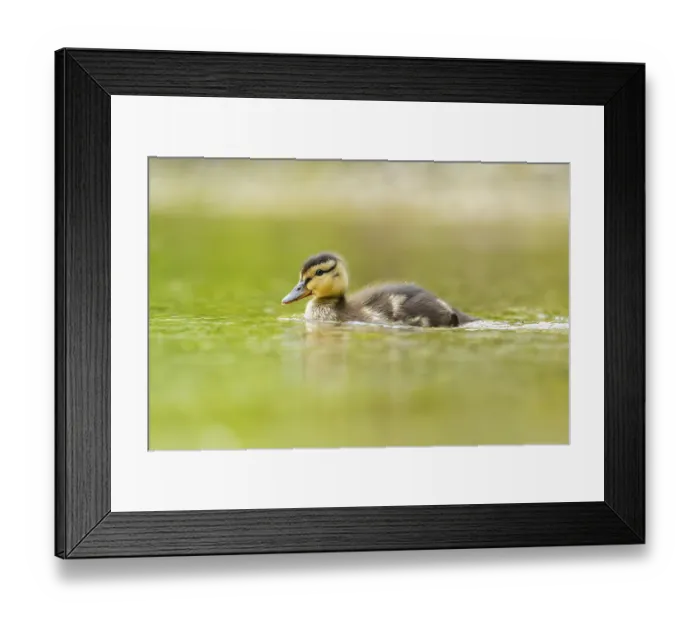 Framed Print : Wild duck (Anas platyrhynchos) chick swimming on a lake