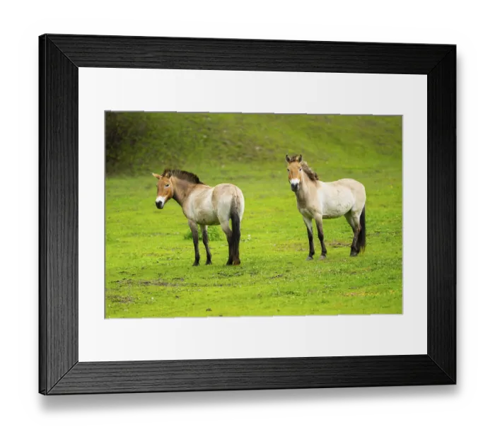 Framed Print : Przewalski's horse (Equus ferus przewalskii) standing on a meadow