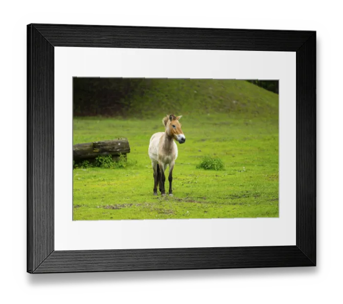 Framed Print : Przewalski's horse (Equus ferus przewalskii) standing on a meadow