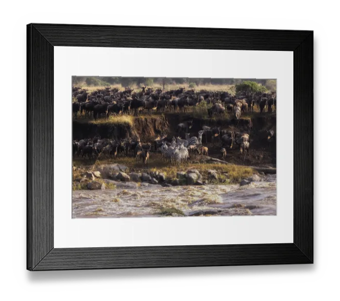 Framed Print : The Great Migration, wildebeest and zebras gather at a river's edge to migrate through the African savanna