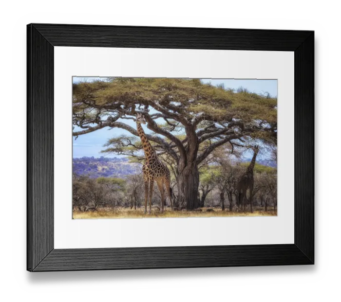 Framed Print : Giraffes linger under a large acacia tree in the African savanna landscape Framed Print : Giraffes linger under a large acacia tree in the African savanna landscape
