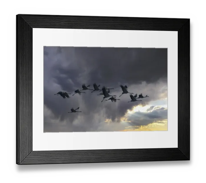 Framed Print : Cranes (grus grus) moving south