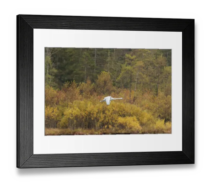 Framed Print : A mute swan (Cygnus olor) flies over a lake