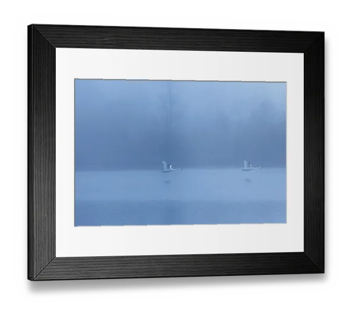 Framed Print : Two mute swans (Cygnus olor) fly over a lake on a cold and foggy morning Framed Print : Two mute swans (Cygnus olor) fly over a lake on a cold and foggy morning