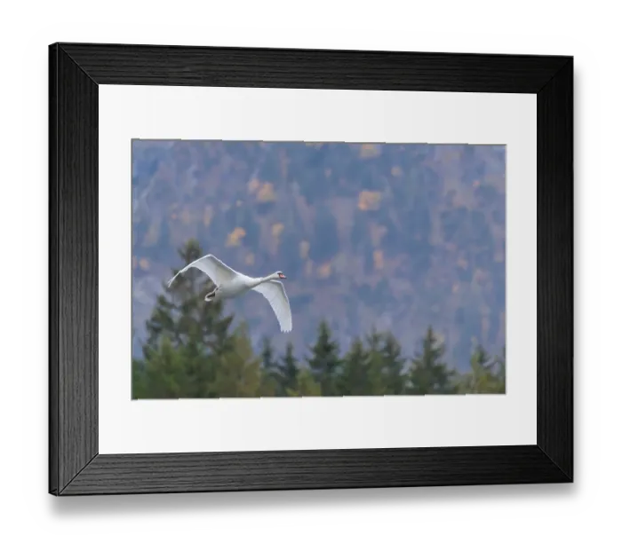 Framed Print : A mute swan (Cygnus olor) flies over a lake Framed Print : A mute swan (Cygnus olor) flies over a lake