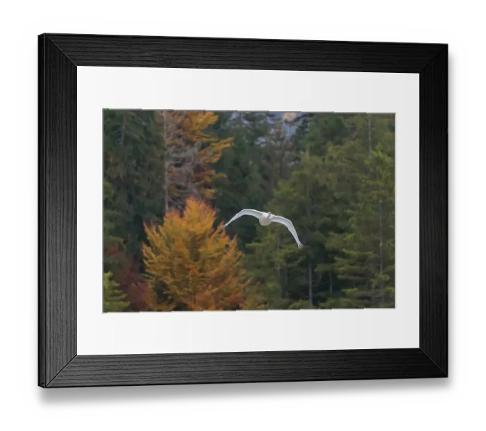 Framed Print : A Mute swan (Cygnus olor) flies over a lake