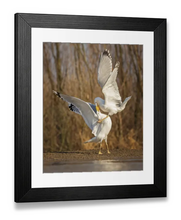 Framed Print : Steppe gull (Larus cachinnans) large gull Framed Print : Steppe gull (Larus cachinnans) large gull