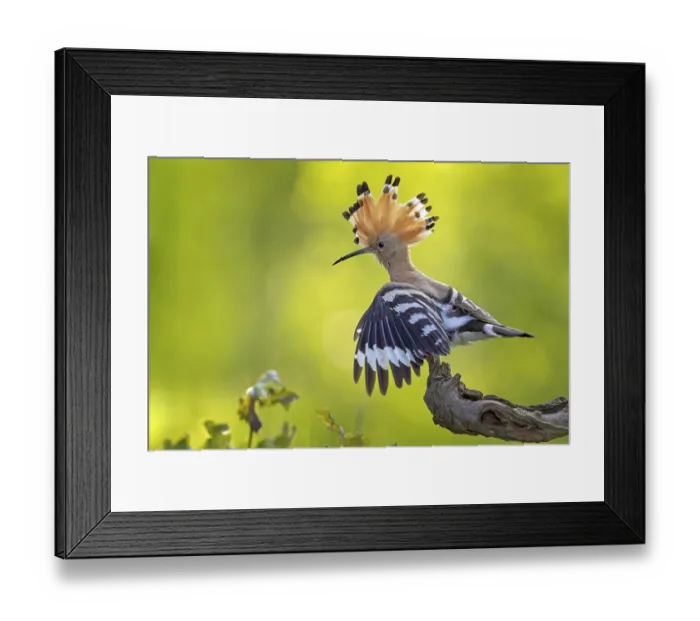 Framed Print : Hoopoe (Upupa epops) bird of the year 2022