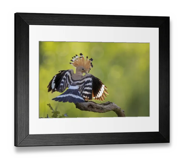 Framed Print : Hoopoe (Upupa epops) bird of the year 2022