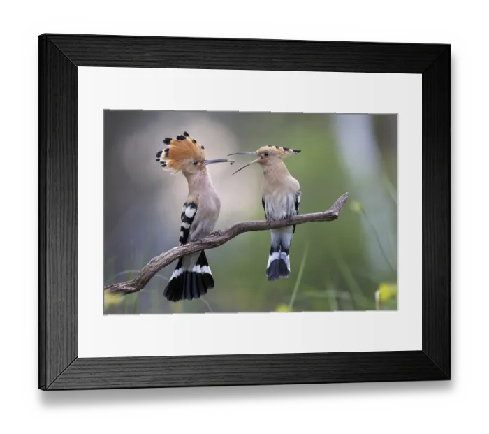 Framed Print : Hoopoe (Upupa epops) bird of the year 2022 Framed Print : Hoopoe (Upupa epops) bird of the year 2022