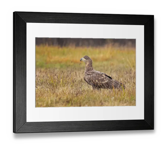 Framed Print : White-tailed eagle (Haliaeetus albicilla) young bird hunting Framed Print : White-tailed eagle (Haliaeetus albicilla) young bird hunting